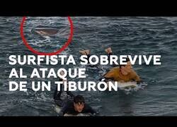 Enlace a Surfista golpea a un tiburón para escapar de él