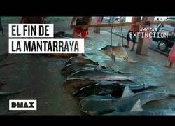 Enlace a Así es la inminente extinción de la mantarraya gigante