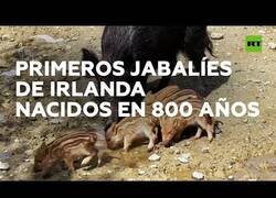 Enlace a Nacen los primeros jabalíes de Irlanda en 800 años