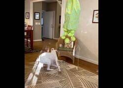 Enlace a Un Boxer contra una piñata trampa