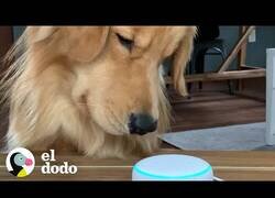 Enlace a Un perro descubre los sonidos de otros animales con Alexa