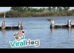 Enlace a La increíble capacidad de salto de un lince