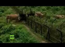 Enlace a Elefantes cruzan la frontera entre la India y Bangladesh