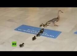 Enlace a Una familia de patos se cuela en un centro comercial