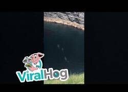 Enlace a Avistan 7 tiburones en una pequeña cala de Irlanda