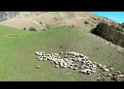 Enlace a Un robot 'pastor' de cuatro patas