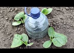 Enlace a Cómo hacer un sistema de riego por goteo con una simple garrafa de agua