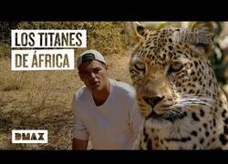Enlace a Wild Frank se encuentra con 3 de los animales más peligrosos de África