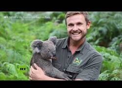 Enlace a Nace el primer koala en un zoo australiano tras los incendios devastadores
