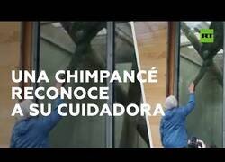 Enlace a Una chimpancé reconoce a su cuidadora 40 años después
