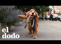 Enlace a Los perros más inteligentes e independientes que verás hoy