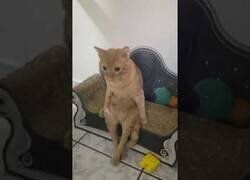 Enlace a El gato que se sienta como un ser humano