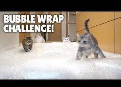 Enlace a Así disfrutan los gatos del plástico de burbujas