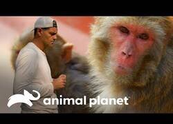 Enlace a Wild Frank no sonríe ante los monos del Nepal