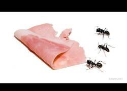 Enlace a ¿Cuánto tiempo tardan unas hormigas en comerse una loncha de jamón?