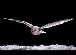Enlace a El silencioso vuelo de una lechuza en comparación al de otras aves