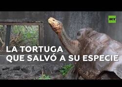 Enlace a Diego, la tortuga que salvó a su especie, regresa a su hogar