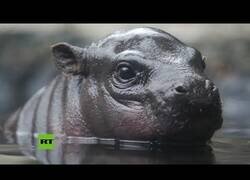 Enlace a Así descubre una cría de hipopótamo pigmeo su nuevo hábitat