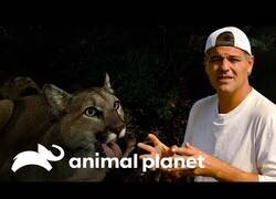 Enlace a Wild Frank visita un poblado donde conviven con la presencia de pumas