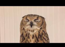 Enlace a Así es el estornudo de un búho