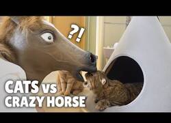 Enlace a Gatos reaccionan ante la presencia de un caballo