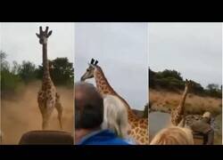 Enlace a Jirafa persigue un vehículo con turistas al estilo Jurassic Park