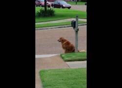 Enlace a Un perro espera a que el servicio de mensajería le entregue el correo