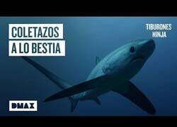 Enlace a El tiburón que caza a sus presas a base de coletazos