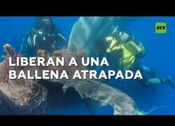 Enlace a Liberan a una ballena enredada en una red de pesca