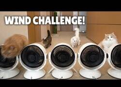Enlace a Gatos luchando contra el viento