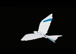 Enlace a El robot-pájaro que simula el aleteo de las aves a la perfección