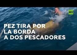 Enlace a Un pez gigante tira por la borda a dos pescadores al intentarlo pescar