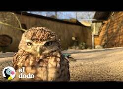 Enlace a Estudiando el comportamiento de los búhos cuando se quedan a solas