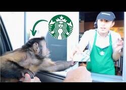 Enlace a Un mono recoge su pedido del Starbucks