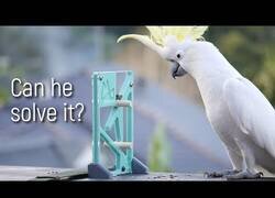 Enlace a ¿Pueden los loros resolver puzzles?