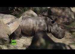 Enlace a Nace el primer rinoceronte blanco en suelo latinoamericano