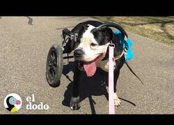 Enlace a Este hombre hace lo imposible por perrita con parálisis