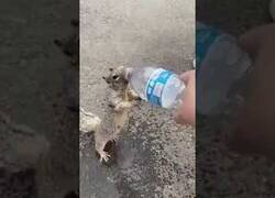 Enlace a El vídeo viral de una ardilla rogando que le den agua de una botella