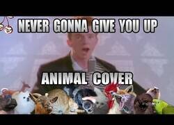 Enlace a 'Never Gonna Give You Up' de Rick Astley interpretada por animales