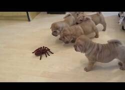 Enlace a Así reaccionan unos cachorros ante una tarántula de juguete