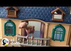 Enlace a Así es convivir con un pájaro sin plumas