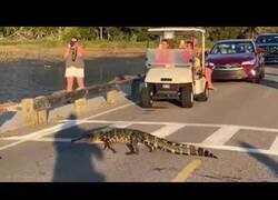Enlace a El tráfico se detiene para que dos caimanes crucen un paso de cebra