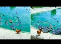 Enlace a Una gallina se pasea por delante de una jauría de cocodrilos