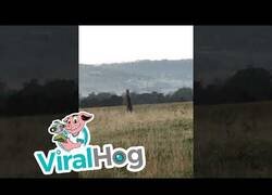 Enlace a Dos canguros pelean por el territorio