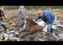 Enlace a Unos extraños ayudan a una yegua atrapada en el lodo