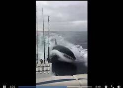 Enlace a Orcas persiguen y aterrorizan a un grupo de pescadores