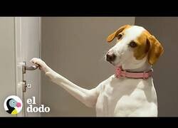 Enlace a Esta perrita aprende a actuar como un humano