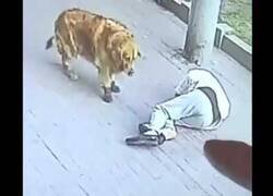 Enlace a Un hombre queda inconsciente al caerle un gato encima