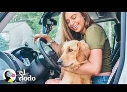 Enlace a Así es vivir en una camioneta con tus perros
