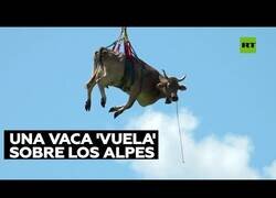 Enlace a Una vaca es transportada en helicóptero por traslado de ganado
